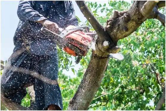 tree services Omaha